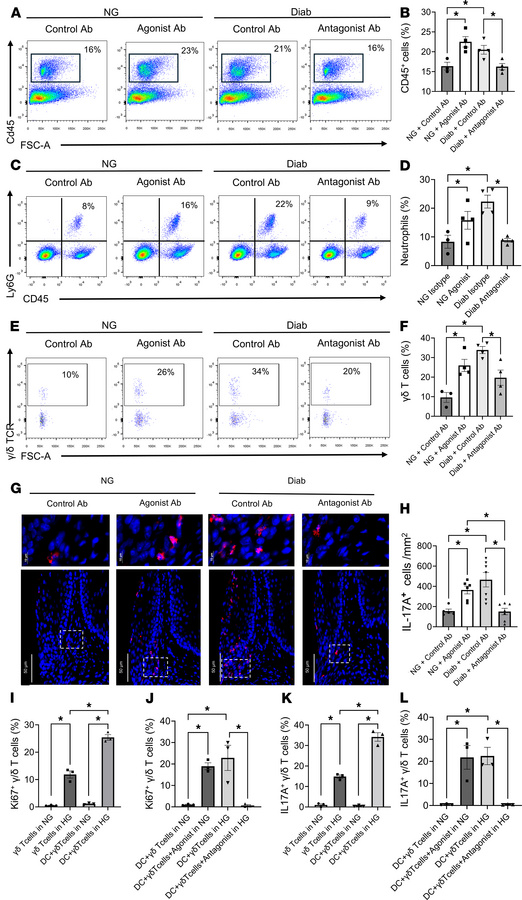 The CD137L-CD137 axis plays a key role in diabetes-altered inflammation....