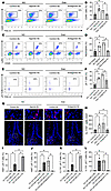 The CD137L-CD137 axis plays a key role in diabetes-altered inflammation.