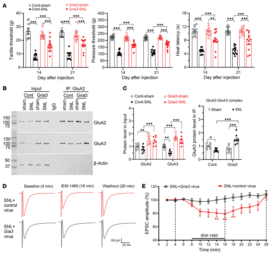 Intrathecal Gria3 delivery reverses nerve injury–induced pain hypersensi...