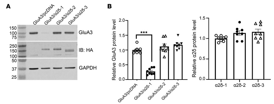 Coexpression of α2δ-1, but not α2δ-2 or α2δ-3, diminishes GluA3 protein ...