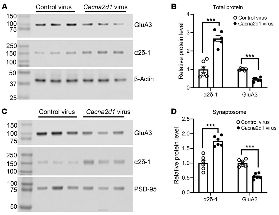 Overexpression of α2δ-1 reduces GluA3 protein levels in the spinal cord....