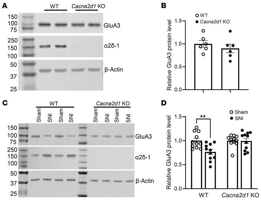 Role of α2δ-1 in nerve injury–induced reduction of GluA3 protein levels ...