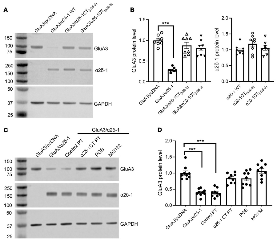 α2δ-1 induces GluA3 degradation through its C-terminus.
(A and B) Repres...
