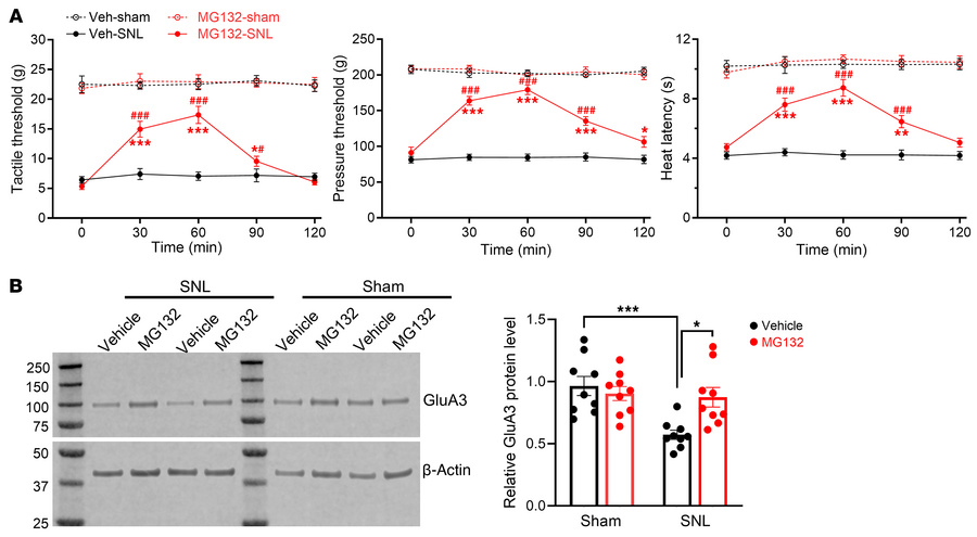 Proteasome inhibition reverses nerve injury–induced reductions in nocice...