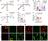 α2δ-1 coexpression diminishes GluA3-containing AMPAR currents and GluA3 pro