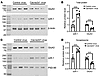 Overexpression of α2δ-1 reduces GluA3 protein levels in the spinal cord.