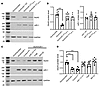 α2δ-1 induces GluA3 degradation through its C-terminus.