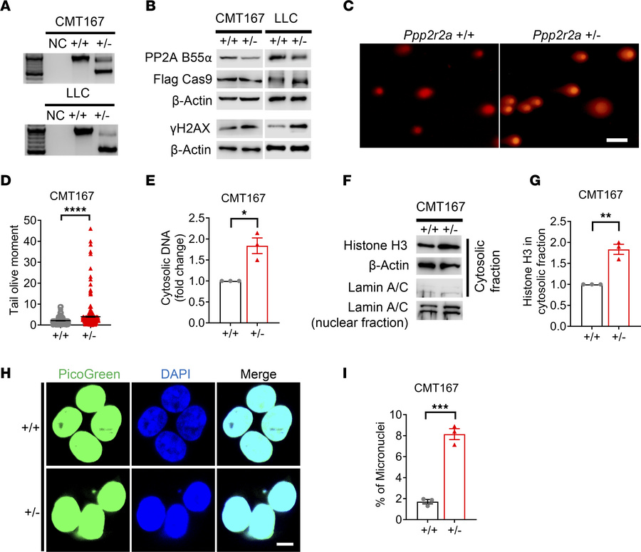 Monoallelic PPP2R2A KO leads to cytosolic DNA accumulation.
(A and B) Ge...