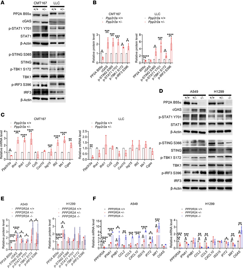 PPP2R2A KO activates type I IFN signaling.
(A) Representative Western bl...