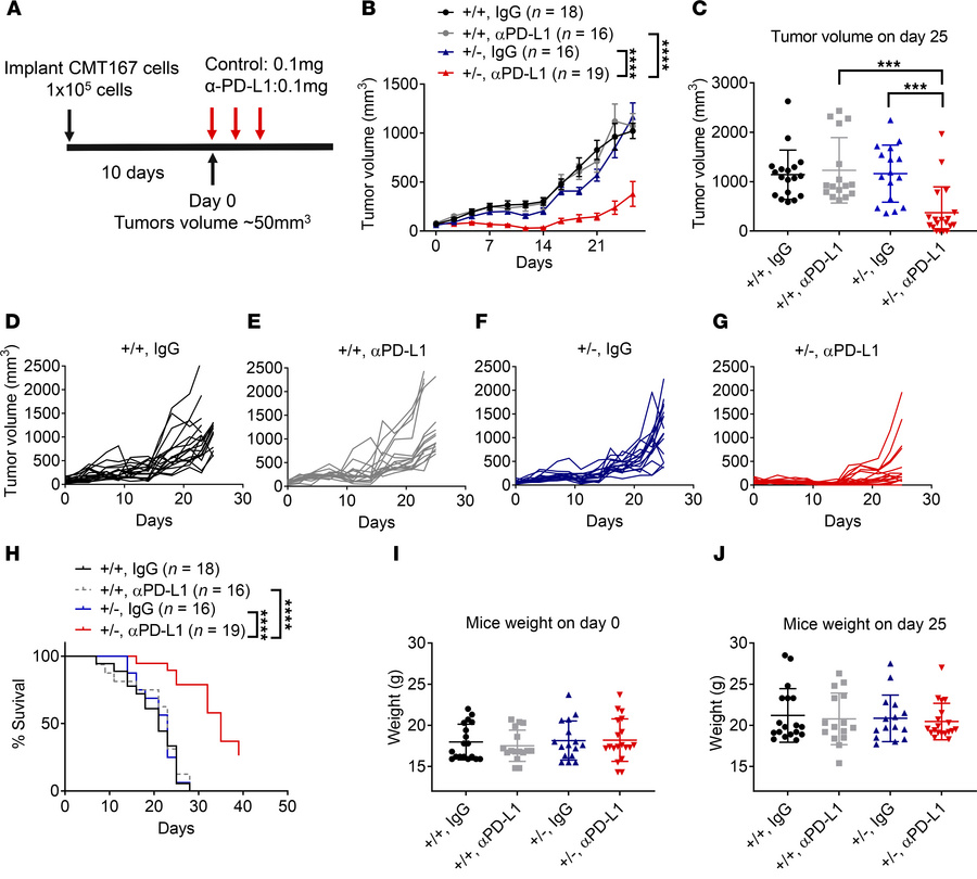 Ppp2r2a heterozygosity sensitizes CMT167 tumors to PD-L1 blockade in viv...