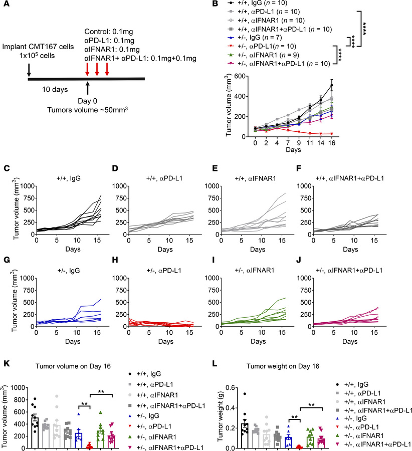 IFNAR1 neutralization abrogates PD-L1 blockade–induced regression in Ppp...