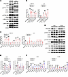 PPP2R2A KO activates type I IFN signaling.