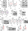PPP2R2A deficiency increases PD-L1 expression.