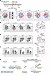 Ppp2r2a heterozygosity enhances anti–PD-L1 efficacy in CMT167 tumors by mod