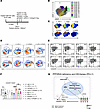 Type I IFN signaling drives cytotoxic CD8+ T cell expansion and the antitum
