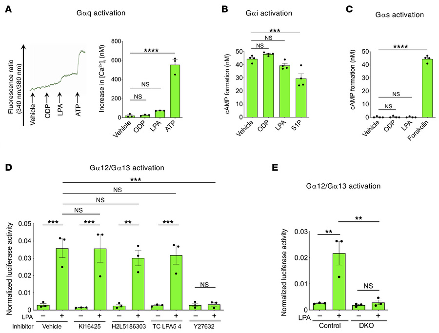 LPA4/LPA6 mediate LPA-induced Gα12/Gα13 activation in LECs.
(A) Intracel...