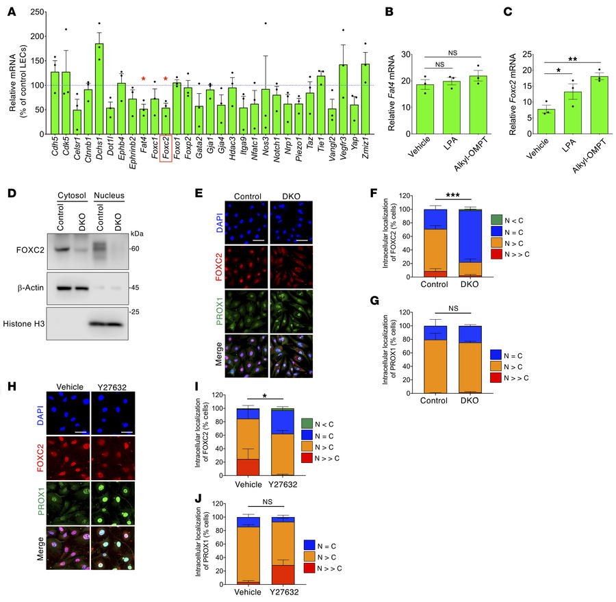 
Lpa4/Lpa6 deletion decreases FOXC2 expression in LECs.
(A) Screening fo...