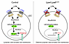 Schematic of the lymphatic endothelial LPA signaling pathway in lymphatic v