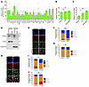 Lpa4/Lpa6 deletion decreases FOXC2 expression in LECs.