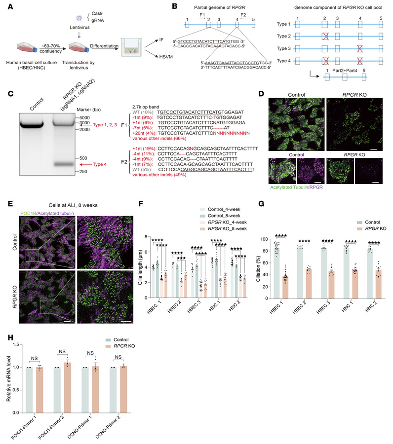 
RPGR KO MCCs presented with sparse and short motile cilia.
(A) Workflow...