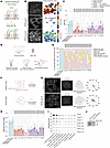 MCCs with RPGR pathological variants had an impaired and uncoordinated cili