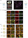 RPGR mainly localized to the TZ and cilia membrane; the relative distributi