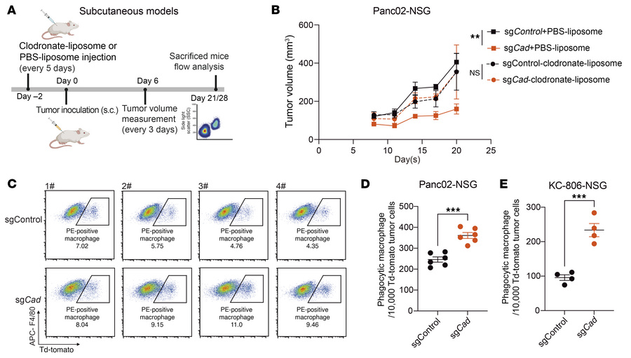 Inactivation of Cad potentiates macrophage-mediated tumor control and ph...