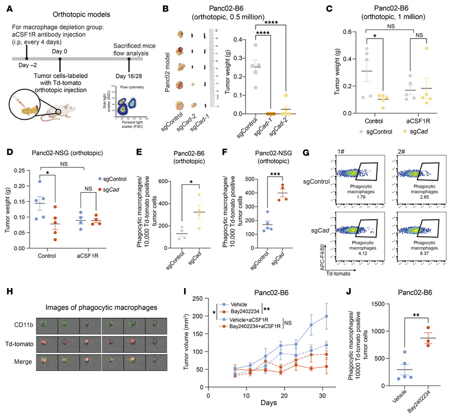 Inactivation of de novo pyrimidine synthesis pathway potentiates macroph...