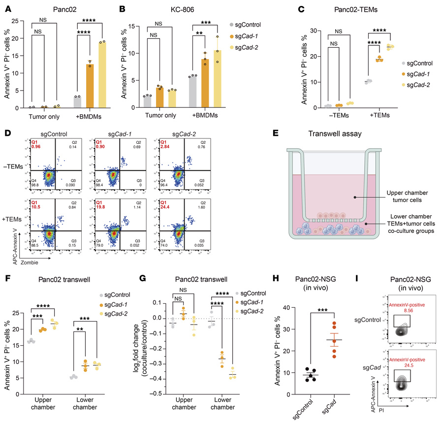 Inactivation of Cad increased the exposure of phosphatidylserine in the ...