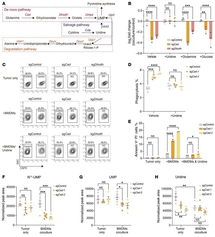 Macrophages suppress the UMP salvage pathway in tumor cells.
(A) Depicti...