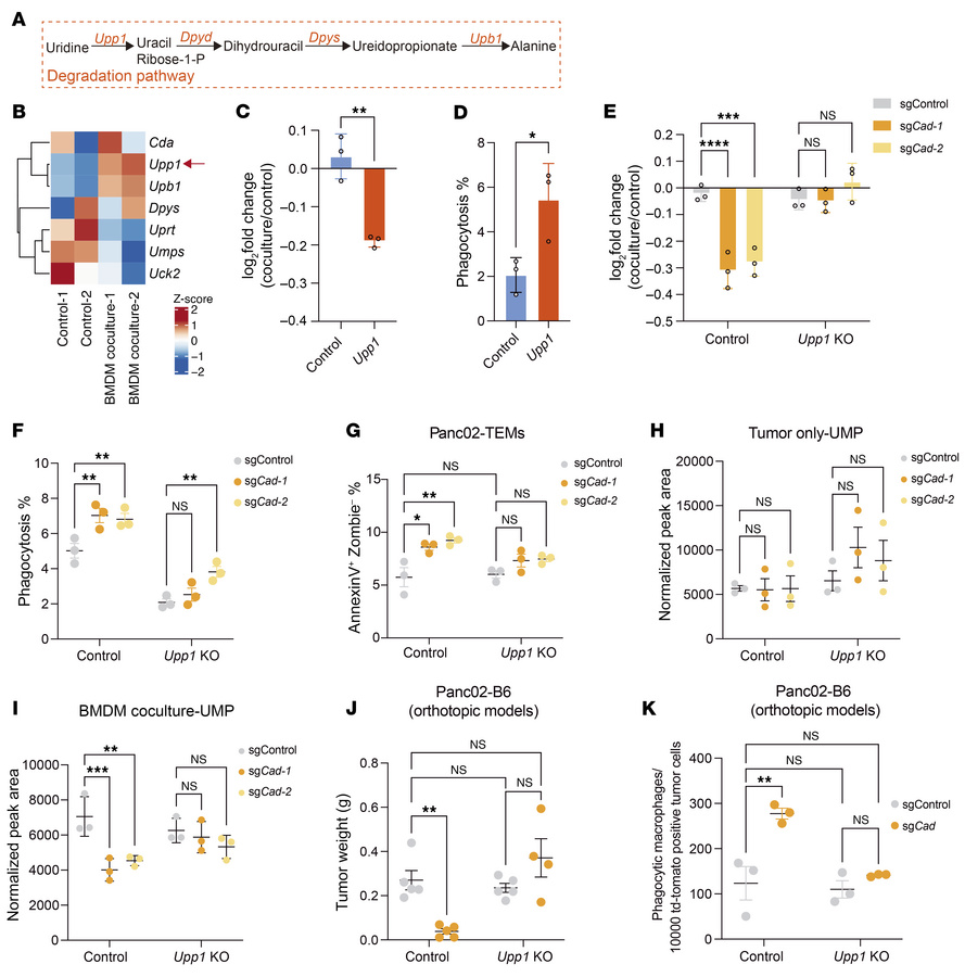 Macrophage-induced upregulation of Upp1 in cancer cells enhances their r...
