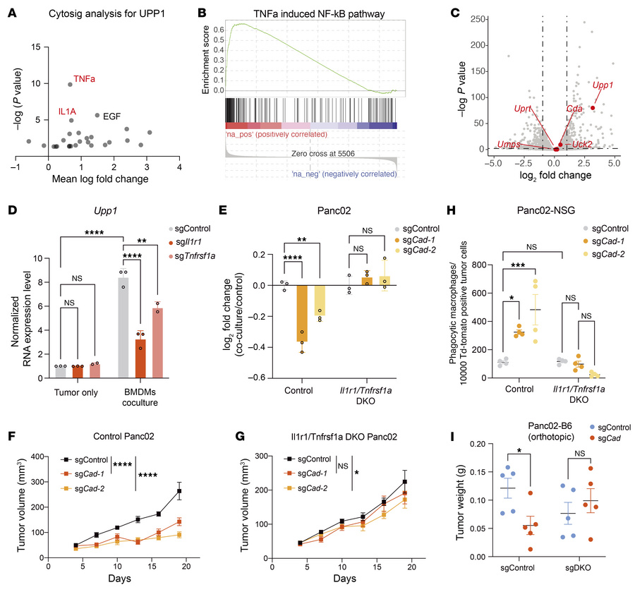 TNF-α and IL-1 are the key cytokines that induce the expression of Upp1 ...