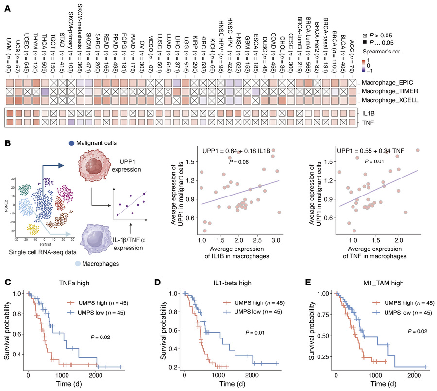 Human relevance for targeting de novo pyrimidine synthesis pathway in th...