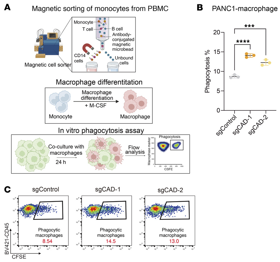 Loss of function of CAD sensitized pancreatic tumor cells to PBMC-derive...