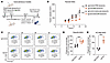 Inactivation of Cad potentiates macrophage-mediated tumor control and phago