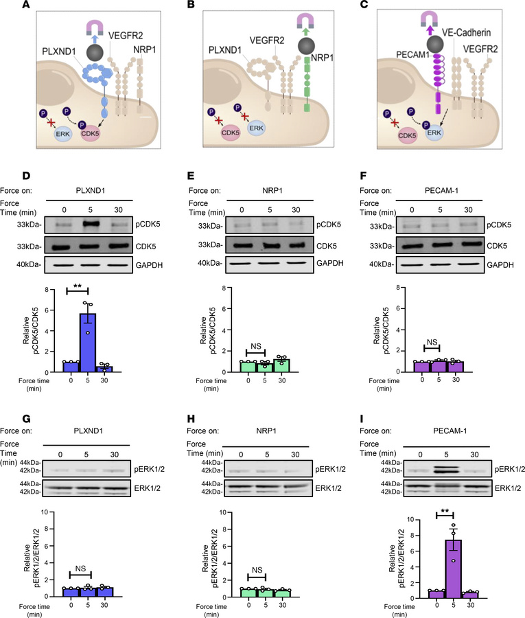 PLXND1 is a lymphatic force sensor.
Schematic showing the tensional forc...