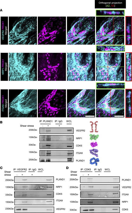Force induces the formation of a lymphatic mechanocomplex.
(A) Whole-mou...