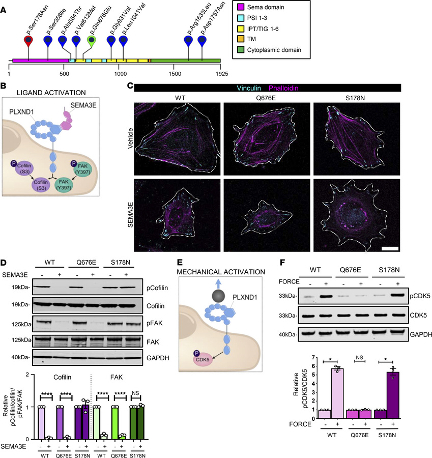 
PLXND1 variants associated with lymphedema selectively disrupt ligand v...
