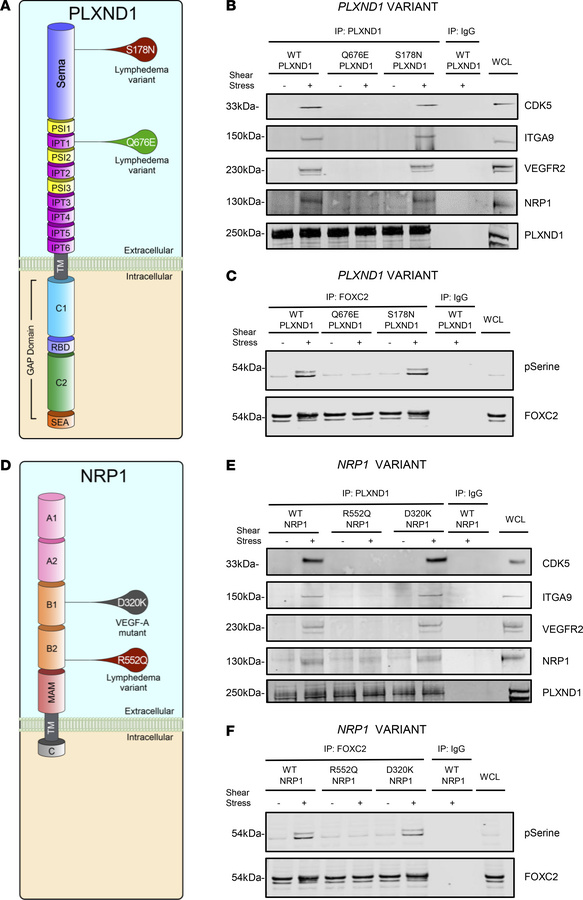 Lymphedema-associated variants disrupt lymphatic mechanocomplex formatio...