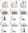 PLXND1 is a lymphatic force sensor.