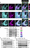 Force induces the formation of a lymphatic mechanocomplex.