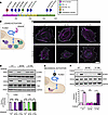 PLXND1 variants associated with lymphedema selectively disrupt ligand versu