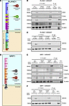 Lymphedema-associated variants disrupt lymphatic mechanocomplex formation a