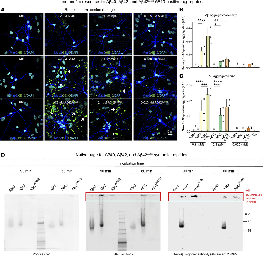 The neurotoxicity of Aβ42 and Aβ42arctic correlates with their aggregati...