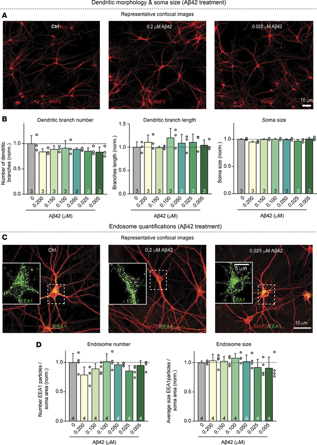 Chronic treatment of human neurons with various concentrations of Aβ42 d...