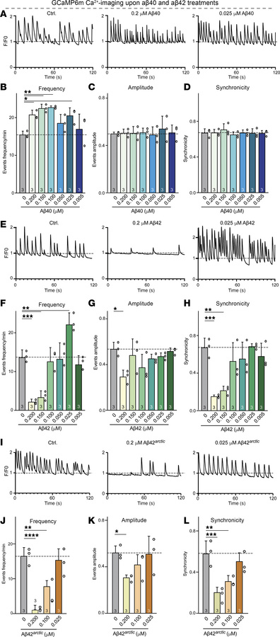 High concentrations of Aβ40 peptides enhance the network activity of hum...