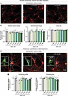Chronic treatment of human neurons with various concentrations of Aβ42 does