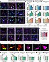 Analyses of the synaptogenic and synaptotoxic actions of Aβ40, Aβ42, and Aβ