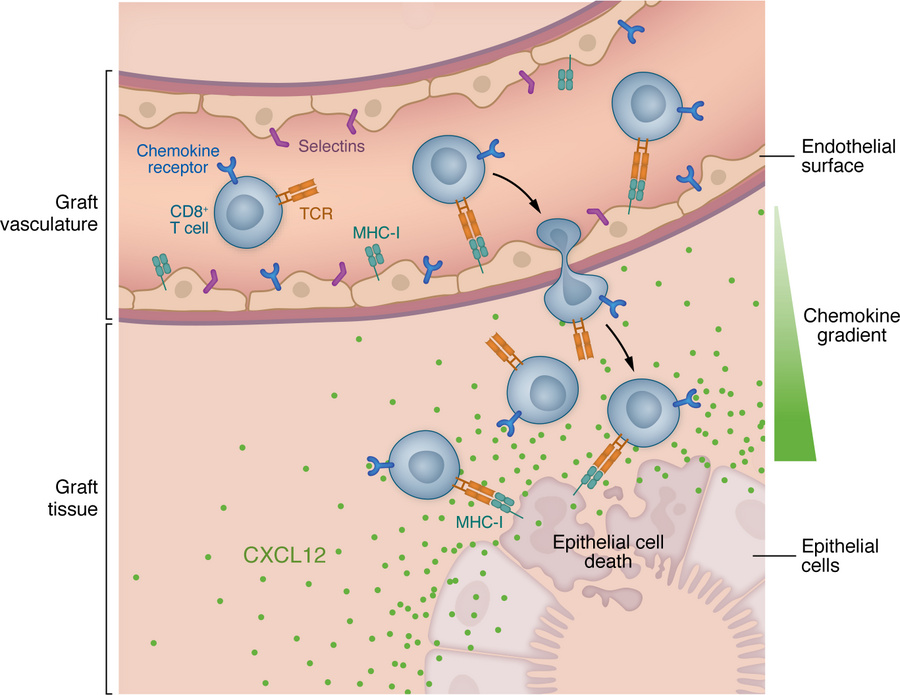 The CXCL12 gradient enables CD8+ T cells to bypass the allograft endothe...