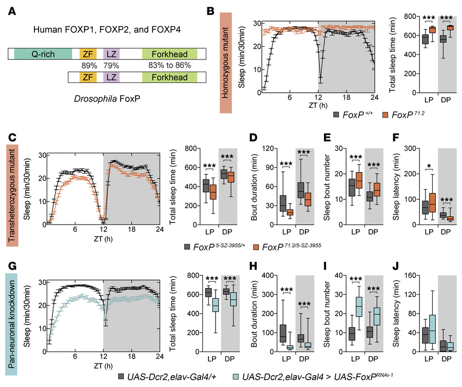 FoxP is required in Drosophila neurons to safeguard normal sleep duratio...